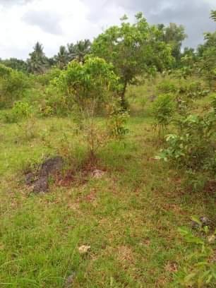 Lot Only — Agricultural Lot in Panglao, Bohol, Philippines — Photo 2