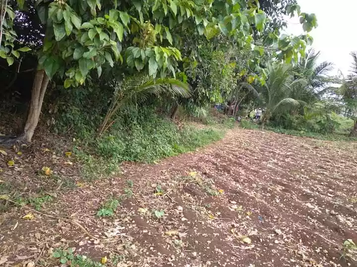 Agricultural Land with house For Sale - photo 4