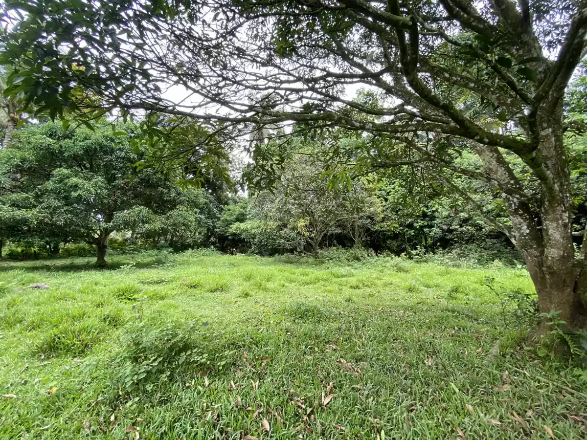For Sale: Agri Lot in Tugbok, Davao City – Wide Frontage — Agricultural Lot in Tugbok (Pob.), Davao City, Davao del Sur — Photo 5