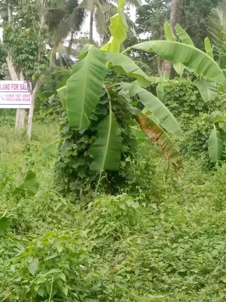 RESIDENTIAL LOT FOR SALE IN APOKON - photo 4
