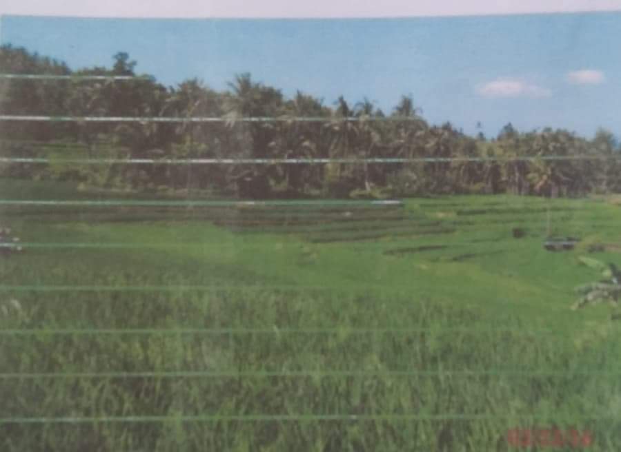 FARM LOT FOR SALE IN NAVAL, BILIRAN - photo 5