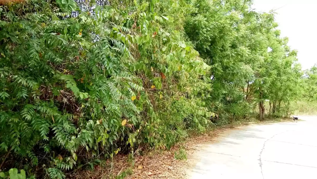 Lot for sale - photo 5