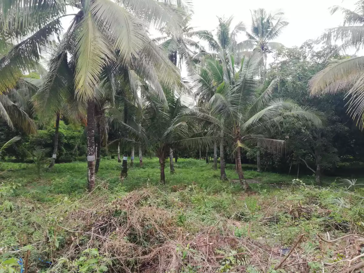 Affordable lot - photo 4