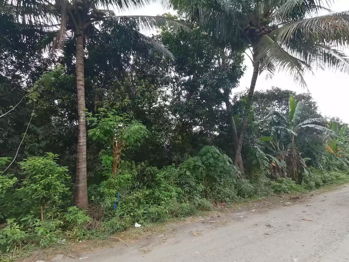 Katangawan Lot - photo 7