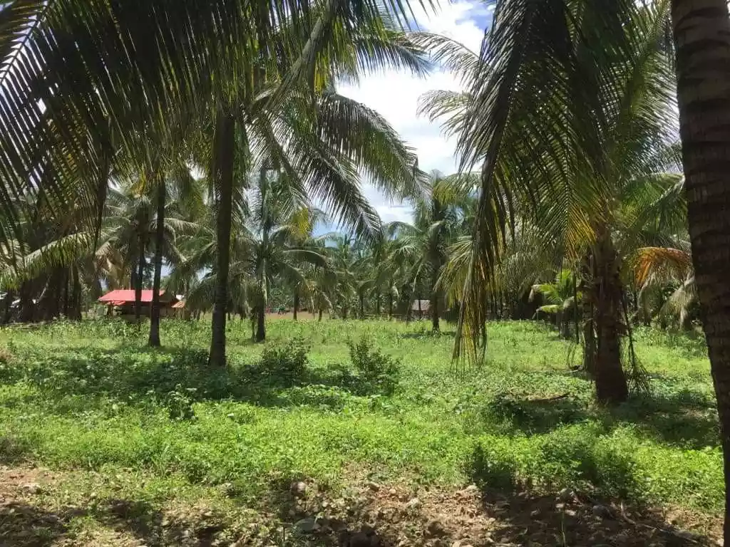 _LOT FOR SALE!  Carmen, Toledo City, Cebu...5.1 Hectares along brgy. Road  - photo 5
