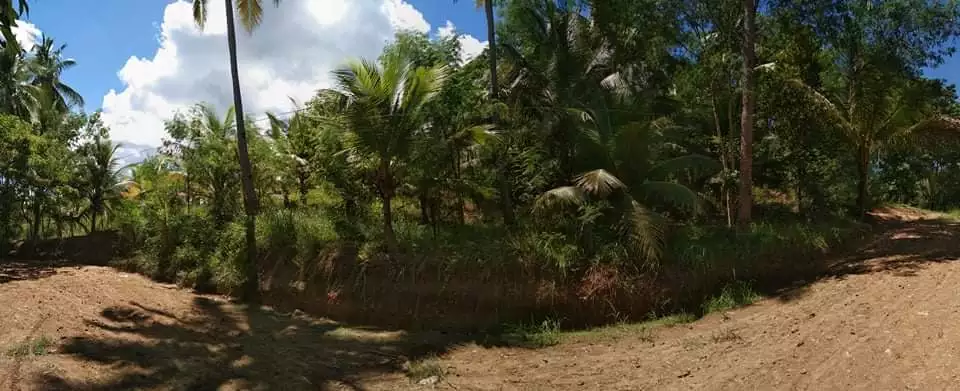 Agricultural Lot/Farm Lot for Sale in Barili Cebu - photo 2