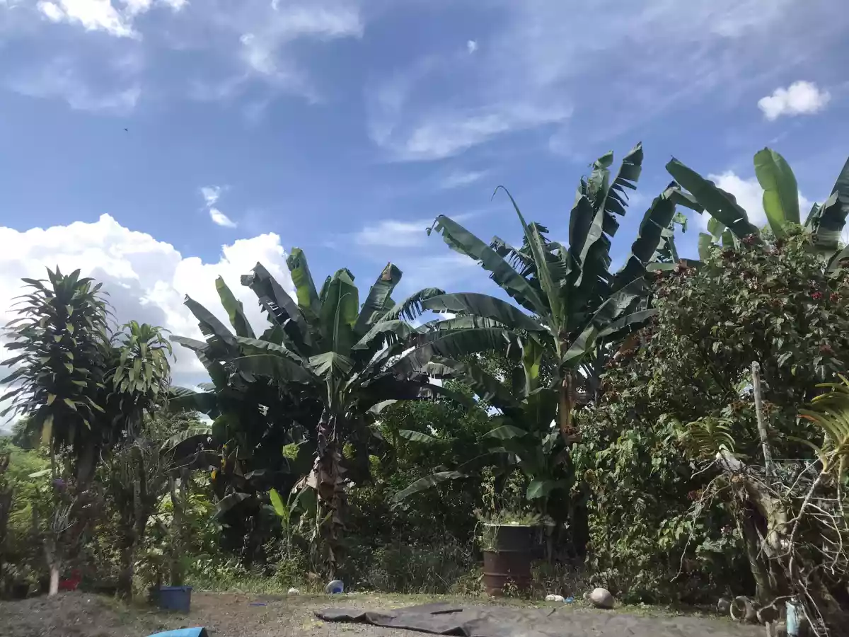 Malabog Davao City Agricultural Land — Agricultural Lot in Sitio Mangal-al, Calinan District, Davao City — Photo 5