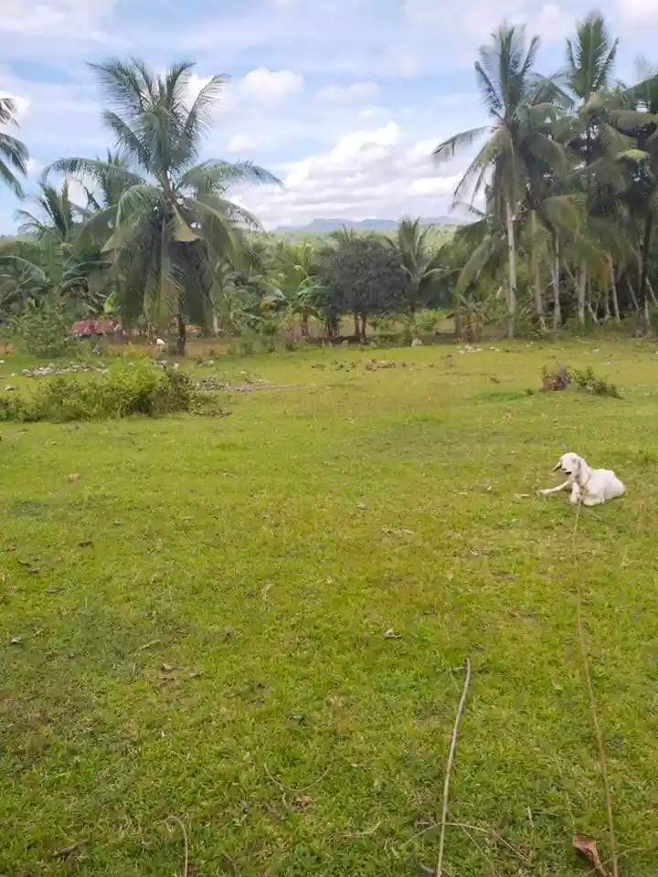 1.2 HECTARES IN ROSARIO ALOGUINSAN CEBU - photo 6