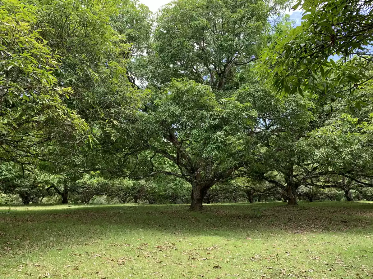 Farm lot in Napo, Carcar for sale  - photo 3