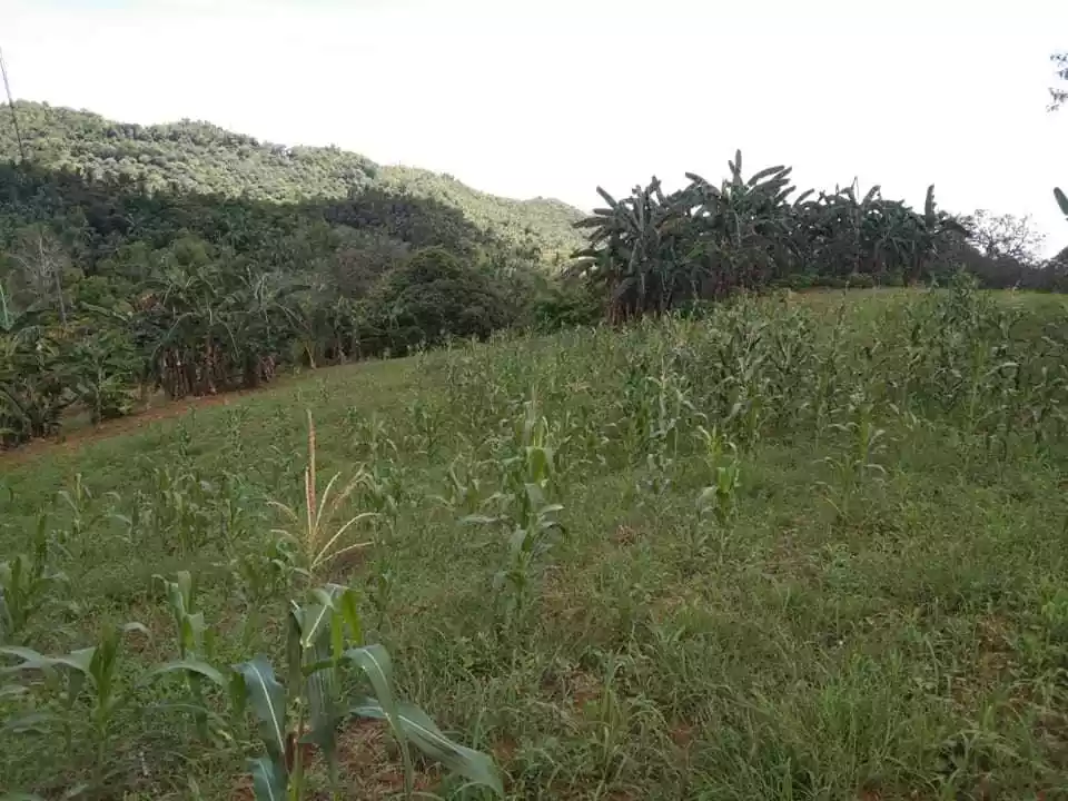 FOR SALE :  24, 728 SQM FARM LOT IN PINAMUNGAJAN - photo 4