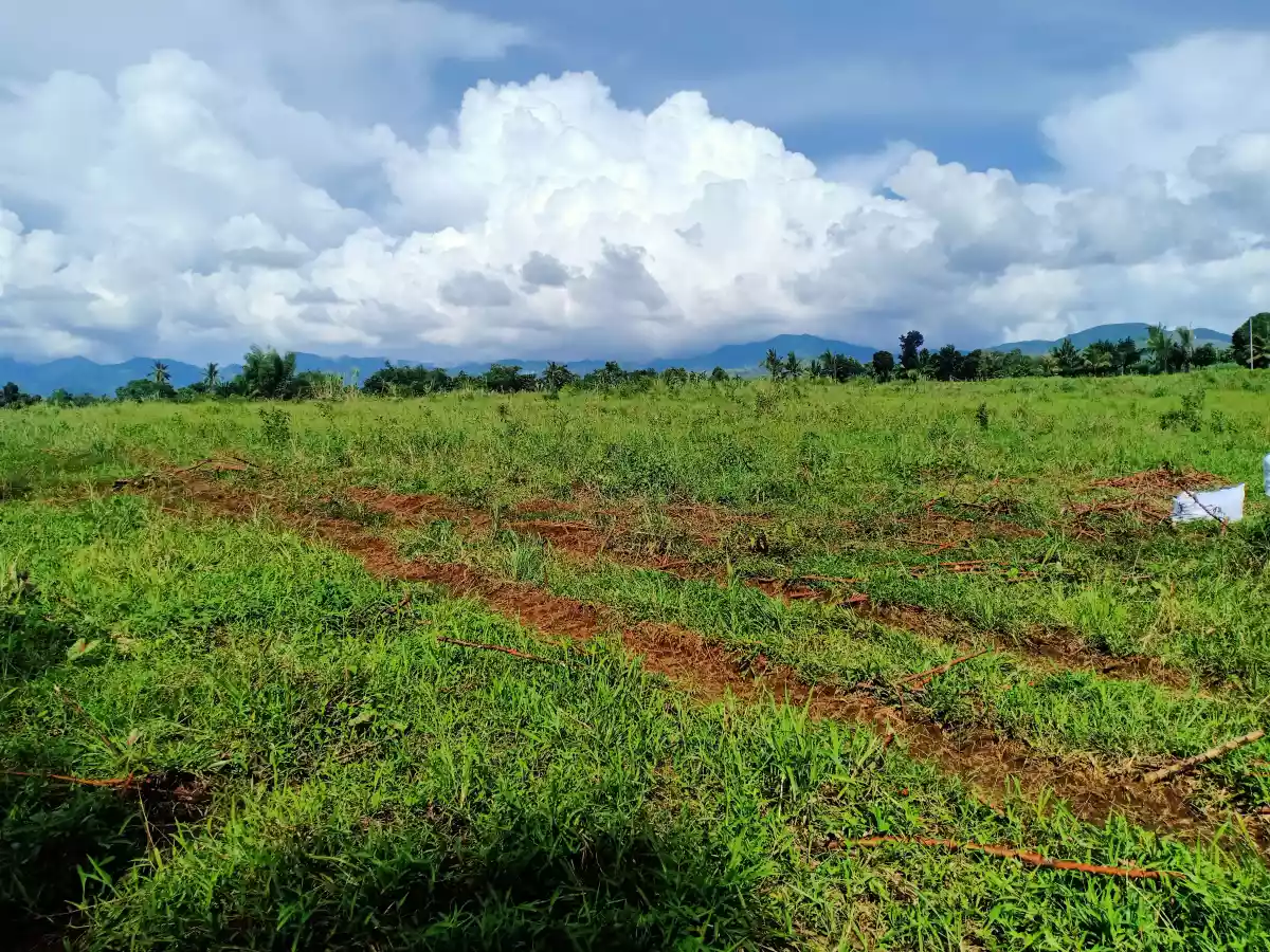 LOT FOR SALE — Agricultural Lot in Cabulihan, Ormoc, Leyte — Photo 7