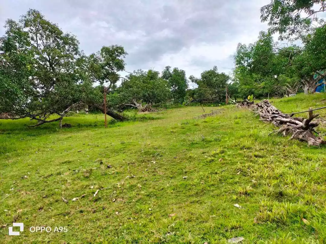 4.2 HECTARES FARM LOT FOR SALE IN CARCAR - photo 6