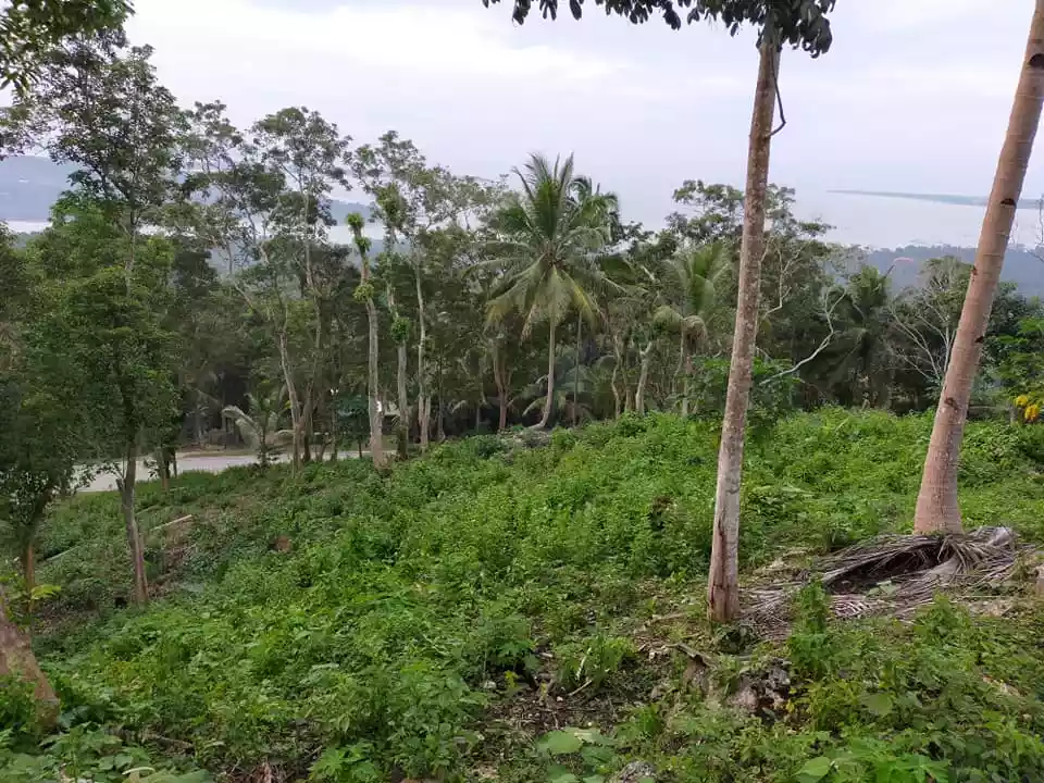 Sea Vew and Mountain View 4,507sqm title lot in Loon Bohol 800 per sqm - photo 5