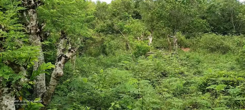FOR SALE : 8.76 HECTARES IN TABUELAN - photo 3