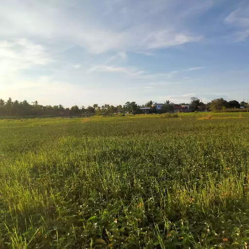 LOT FOR SALE — Agricultural Lot in Butuan City, Agusan Del Norte, Philippines — Photo 3