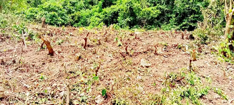 LOT FOR SALE IN SOUTH HILLS SUBDIVISION, CEBU CITY — Residential Lot in Cebu South Hills Road, Cebu City, Cebu — Photo 4