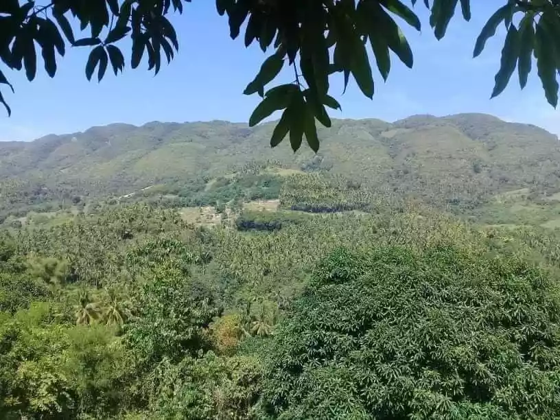 2 hectares agricultural lot for sale - photo 3