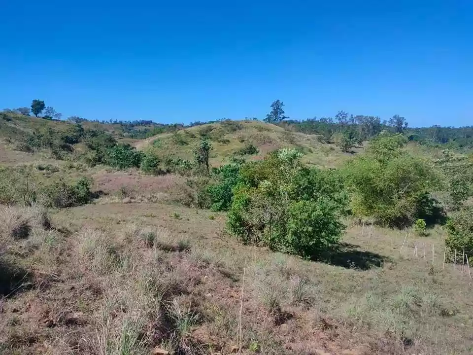 Lot For Sale sa Sual 4 Has - photo 7