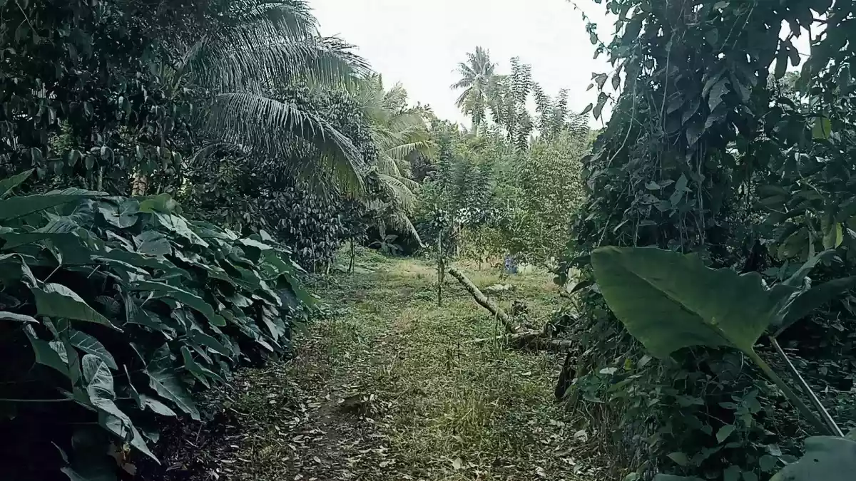 For Sale: LOT only near Malagos Garden Resort- Calinan, Davao City — Agricultural Lot in Calinan-Baguio-Cadalian Road, Davao City, Davao del Sur — Photo 5