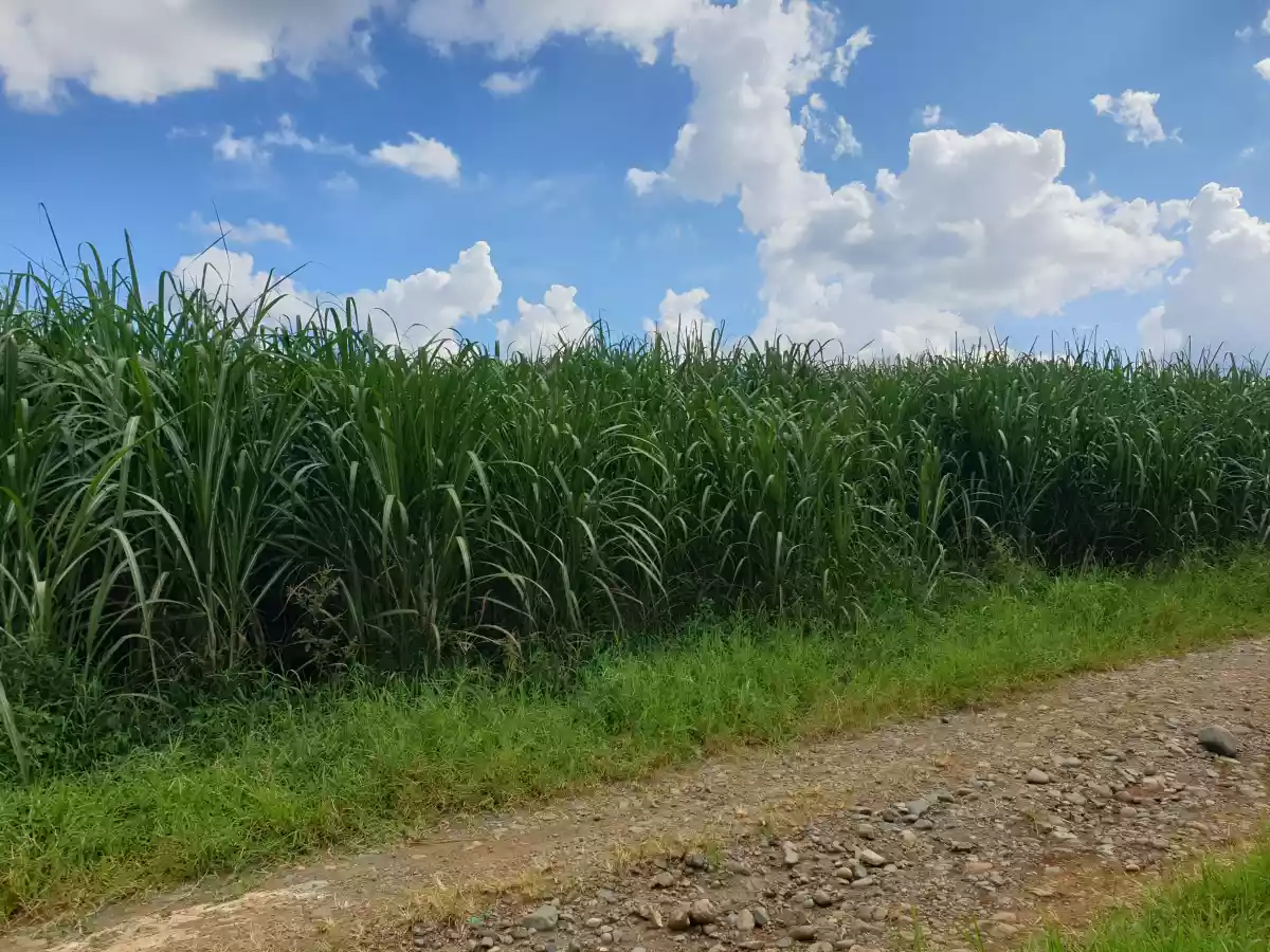 FARM LOT FOR SALE AT CASISANG MALAYBALAY CITY BUKIDNON — Agricultural Lot in Malaybalay, Bukidnon, Philippines — Photo 5