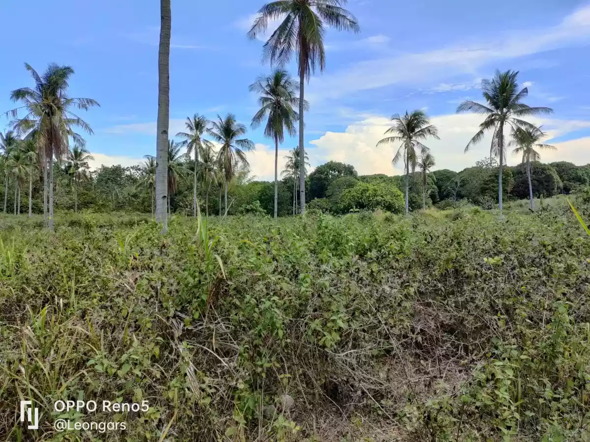 LOT for RUSH Sale in Masaplod Sur, Dauin — Agricultural Lot in Negros Oriental, Philippines — Photo 6