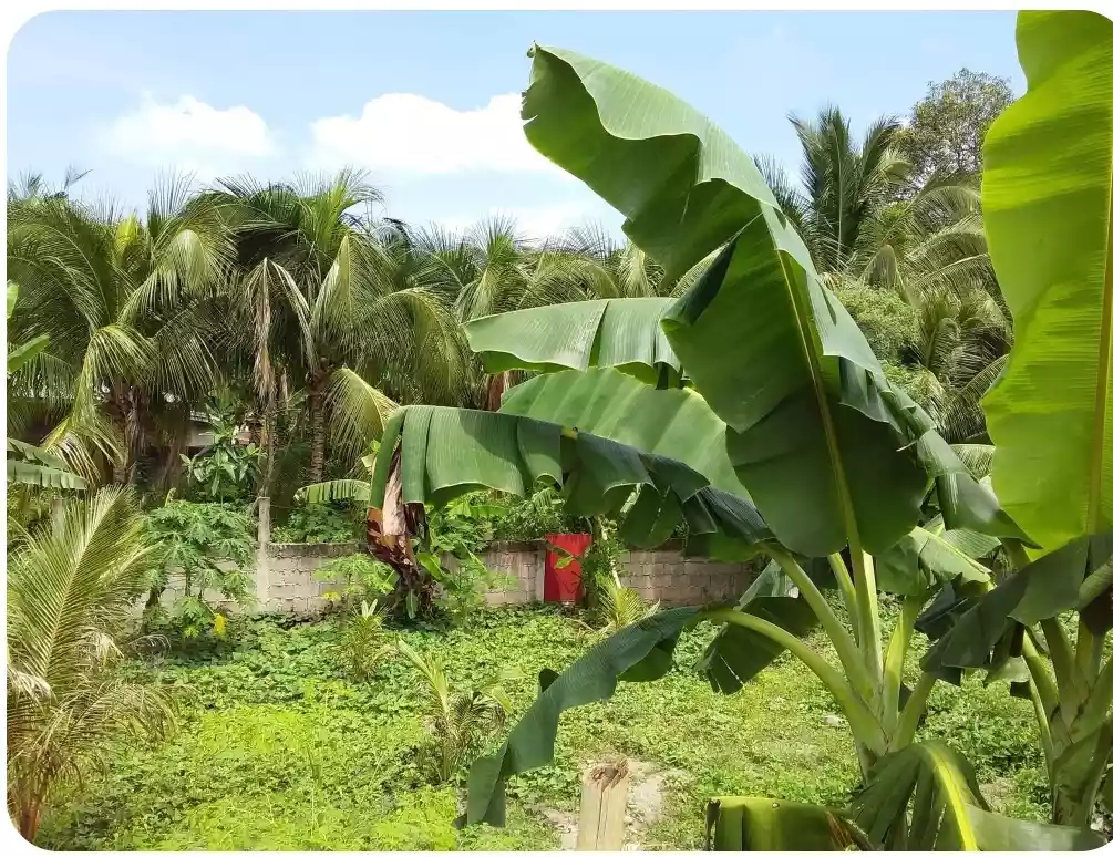 RUSH LOT FOR SALE — Commercial Lot in Negros Oriental, Philippines — Photo 5