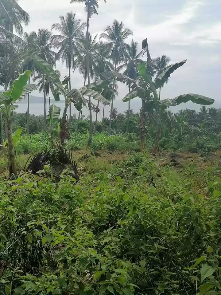 LOT FOR SALE IN MANINGCAO, SIBULAN, NEG. OR. - photo 4