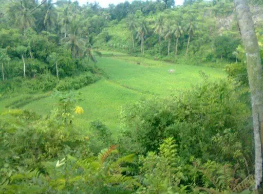 Developed Farm Lot For Sale in Ronda, Cebu — Agricultural Lot in Cebu, Philippines — Photo 3