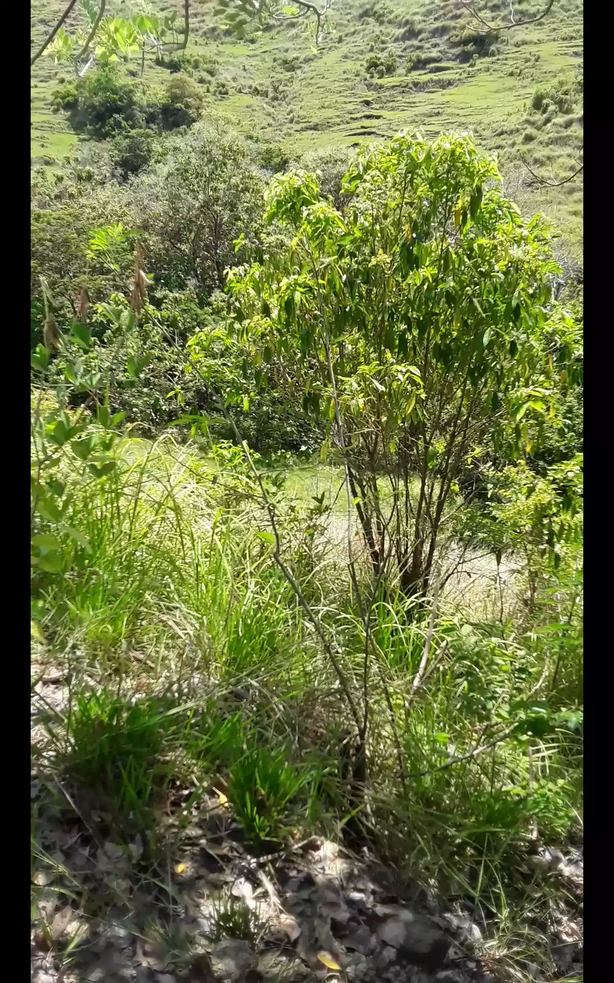Farm lot for sale — Agricultural Lot in Guindulman, Bohol, Philippines — Photo 4