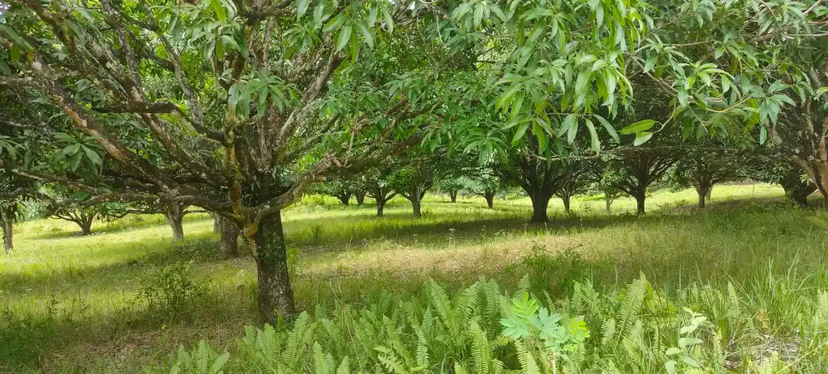 Mango Farm (Sacrifice Sale) — Agricultural Lot in Barili, Cebu, Philippines — Photo 6