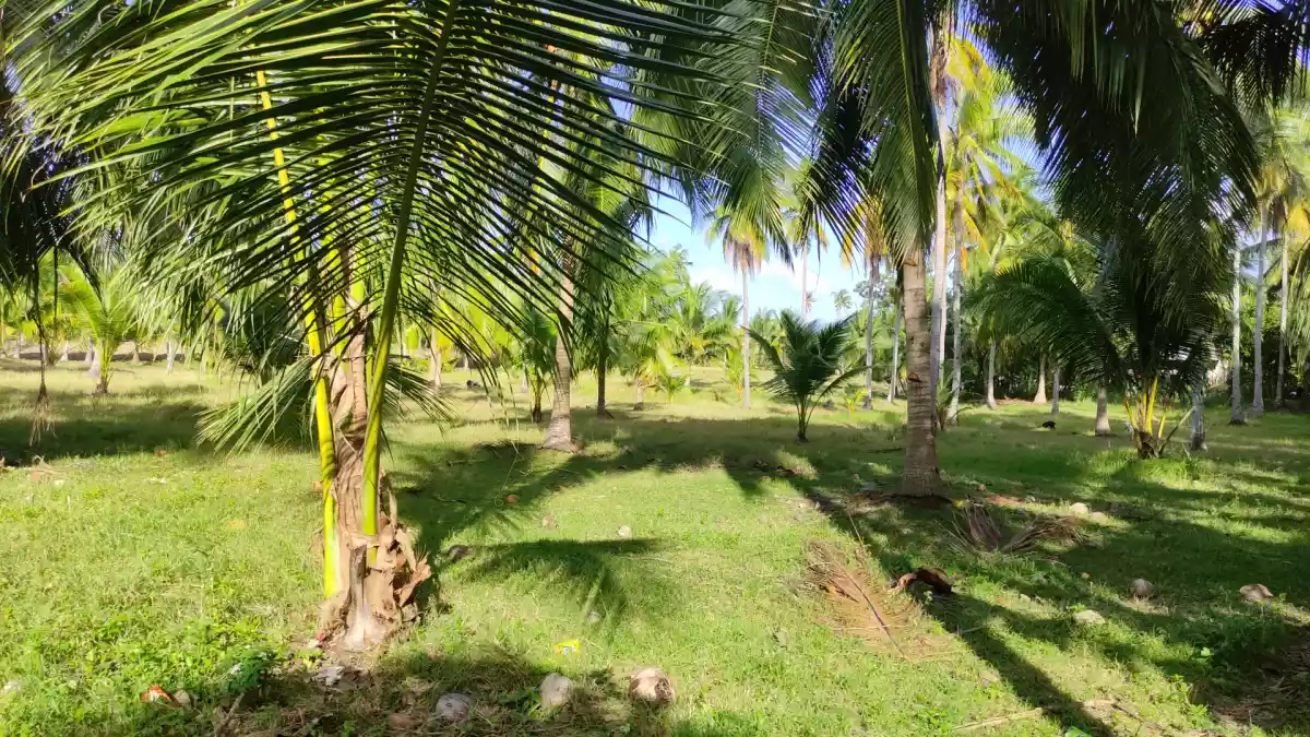 ARGAO agricultural LOT FOR SALE with OVERLOOKING VIEW - photo 3