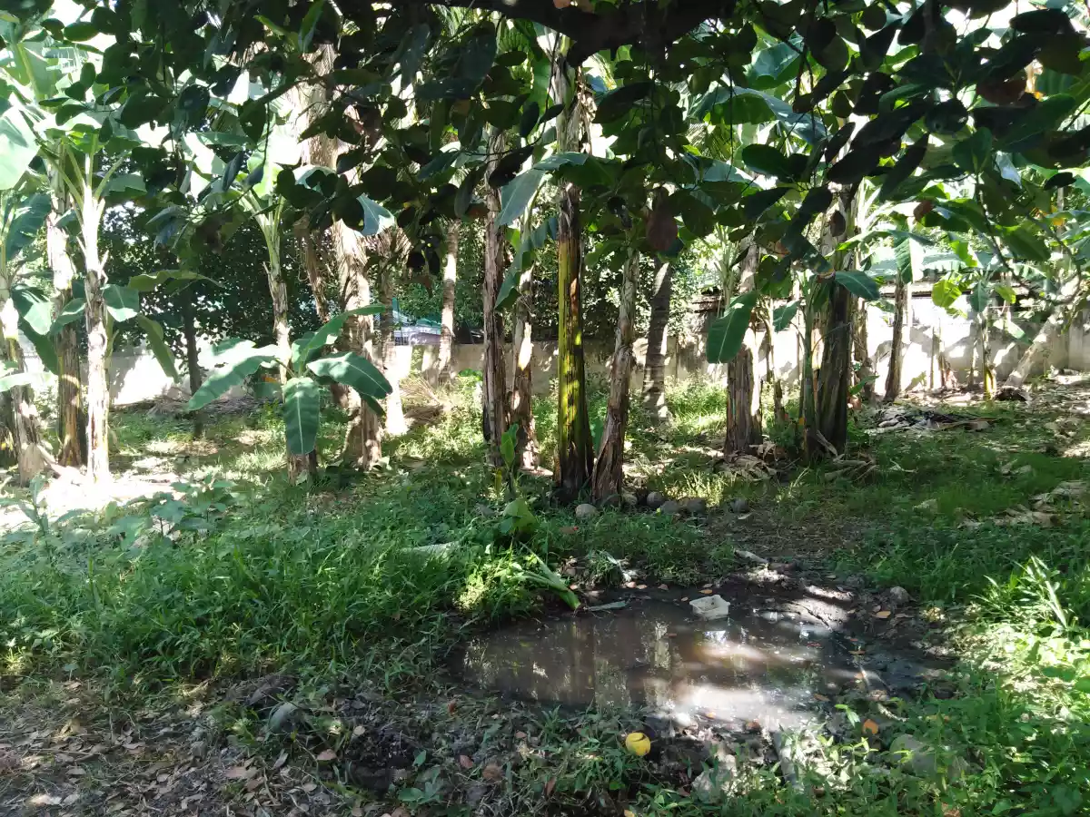 _Lot for SALE!  in Talamban, Cebu City.... 1,000 + sqm. affordable lot 18,900/sqm. - photo 7