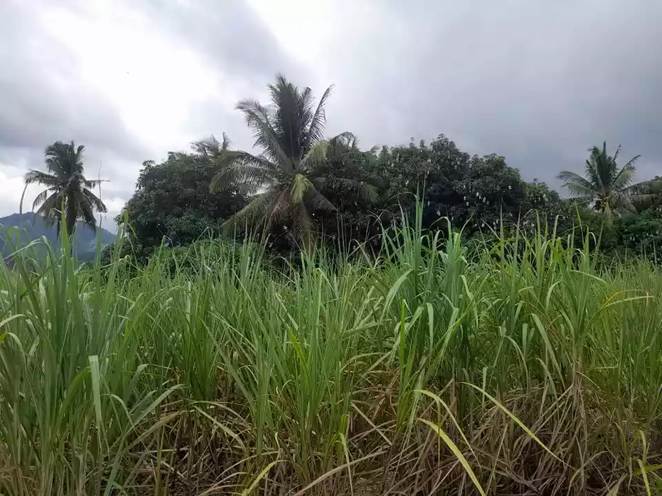 6 Hectares Agricultural Lot Jantianon,Amlan Negros Oriental - photo 6