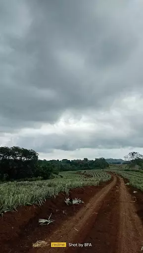 Lot For Sale — Agricultural Lot in Unnamed Road, Manolo Fortich, Bukidnon — Photo 2