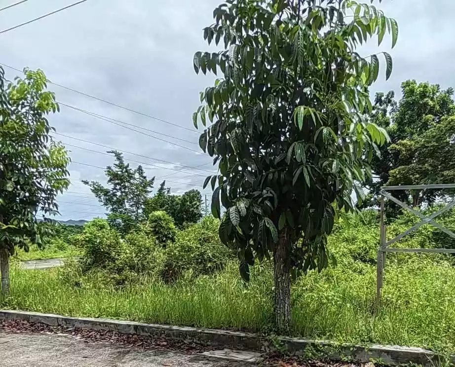 RESIDENTIAL LOT FOR SALE IN CARCAR - photo 5