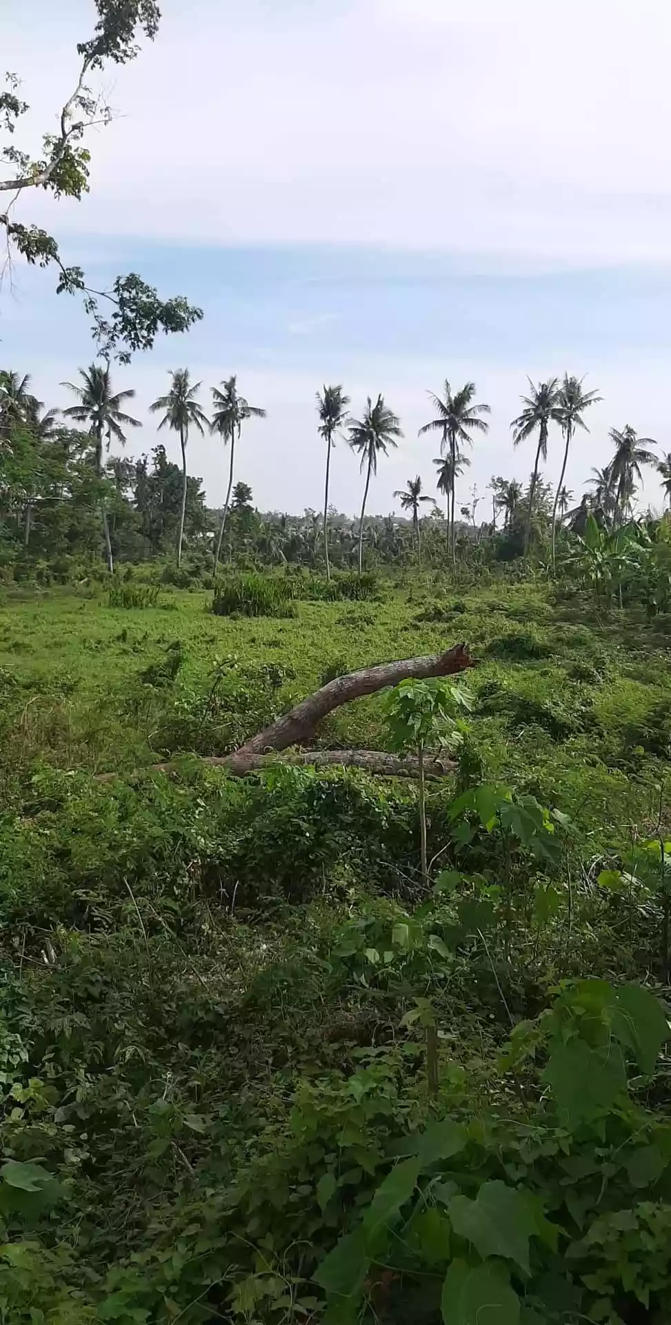 LOT FOR SALEâ€¼ï¸ - photo 2