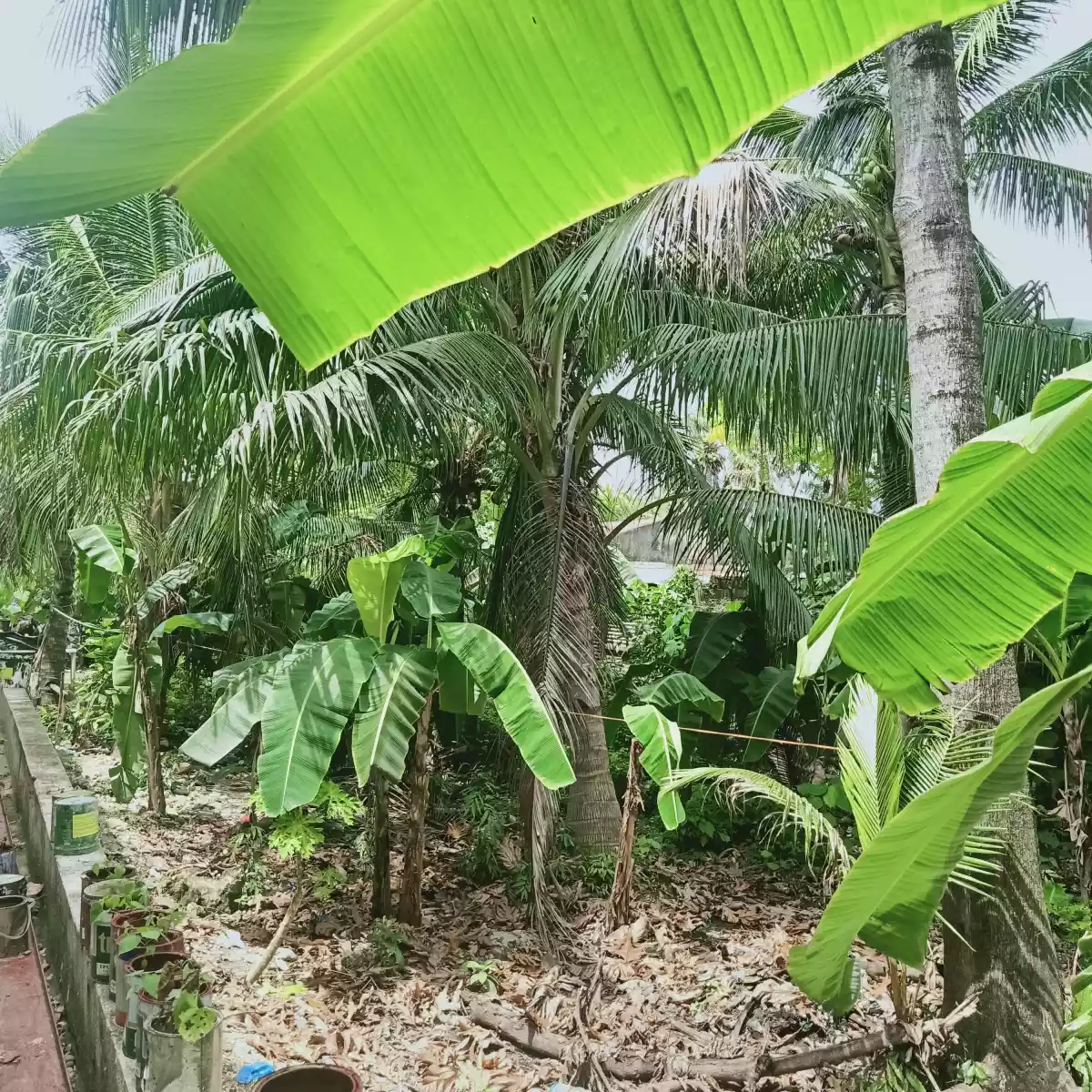 RESIDENTIAL LOT FOR SALE IN CANLINGO SABANG DANAO CITY - photo 4