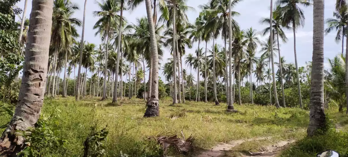 1 hec fully planted coconut — Agricultural Lot in General Santos City, South Cotabato, Philippines — Photo 2