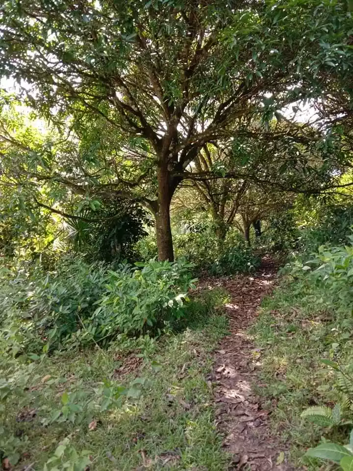Farm lot - photo 6