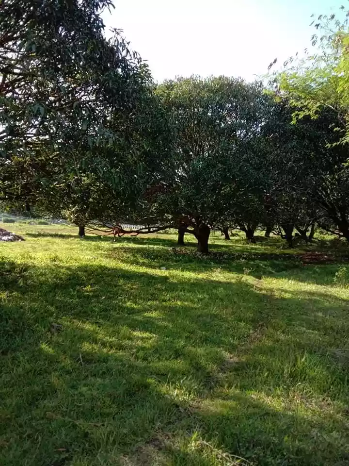 Farm lot