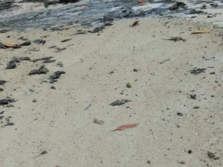 BeachLot For Sale in Gen Luna Surigao del Norte Siargao - photo 6