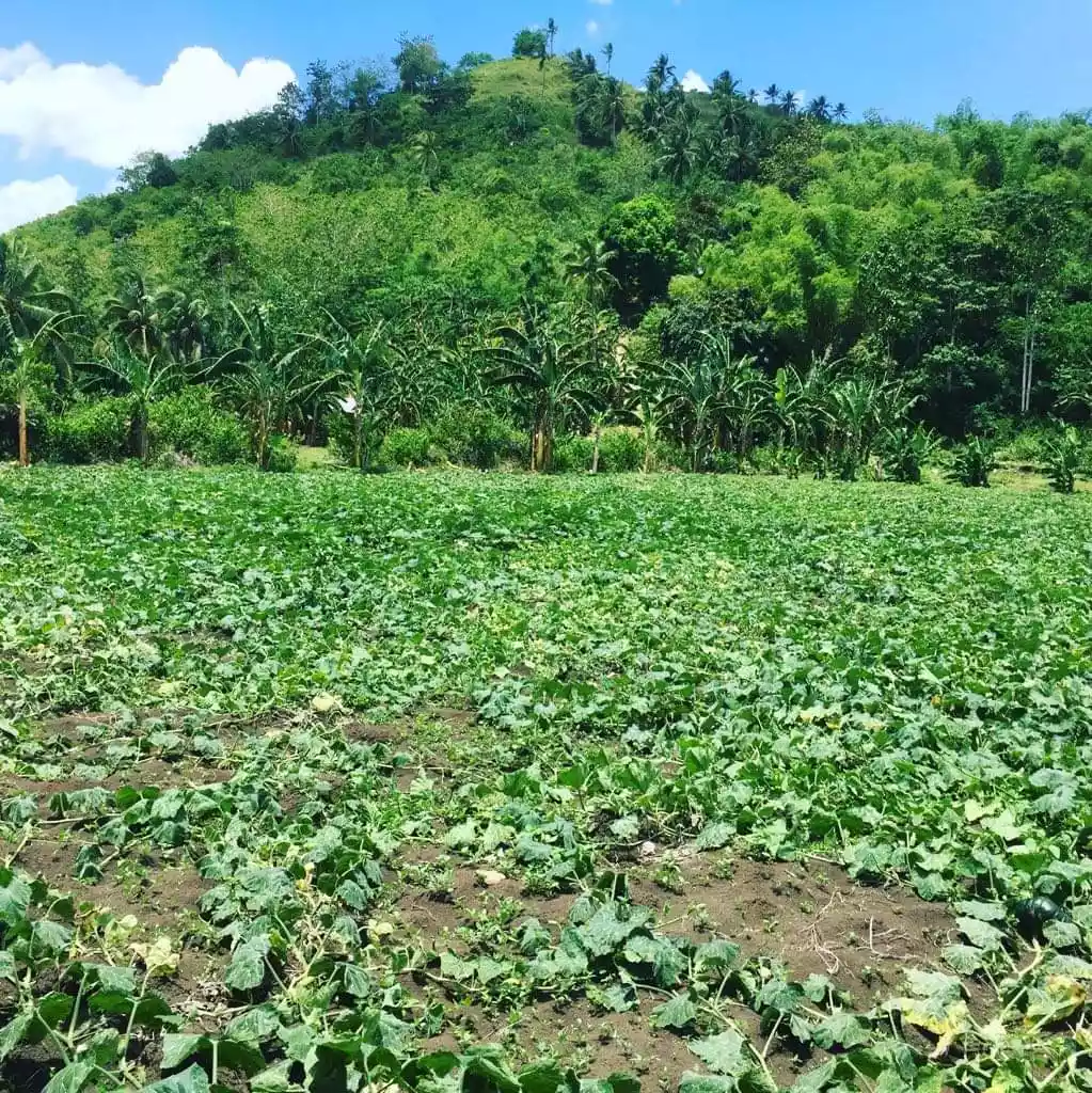 Lot For Sale in Toledo City - photo 3