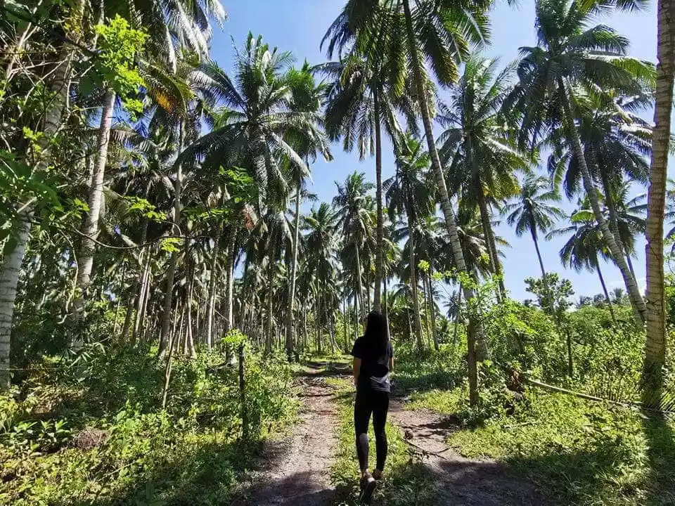 1.2 Hectares Coconut Farm For Sale! — Agricultural Lot in General Santos City, South Cotabato, Philippines — Photo 5