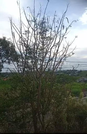 Residential Lot for Sale — Residential Lot in Talisay, Cebu, Philippines — Photo 3