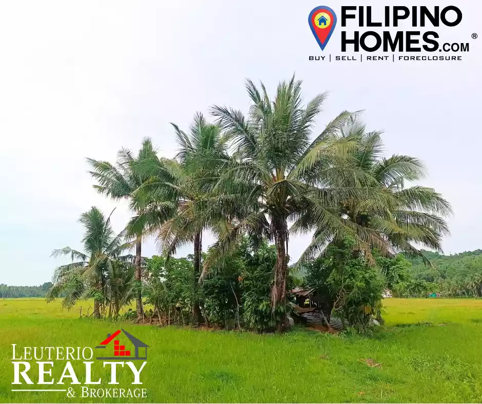 Rice Land For Sale located in Brgy. Kulawit Atimonan Quezon 6,257sqm  - photo 2