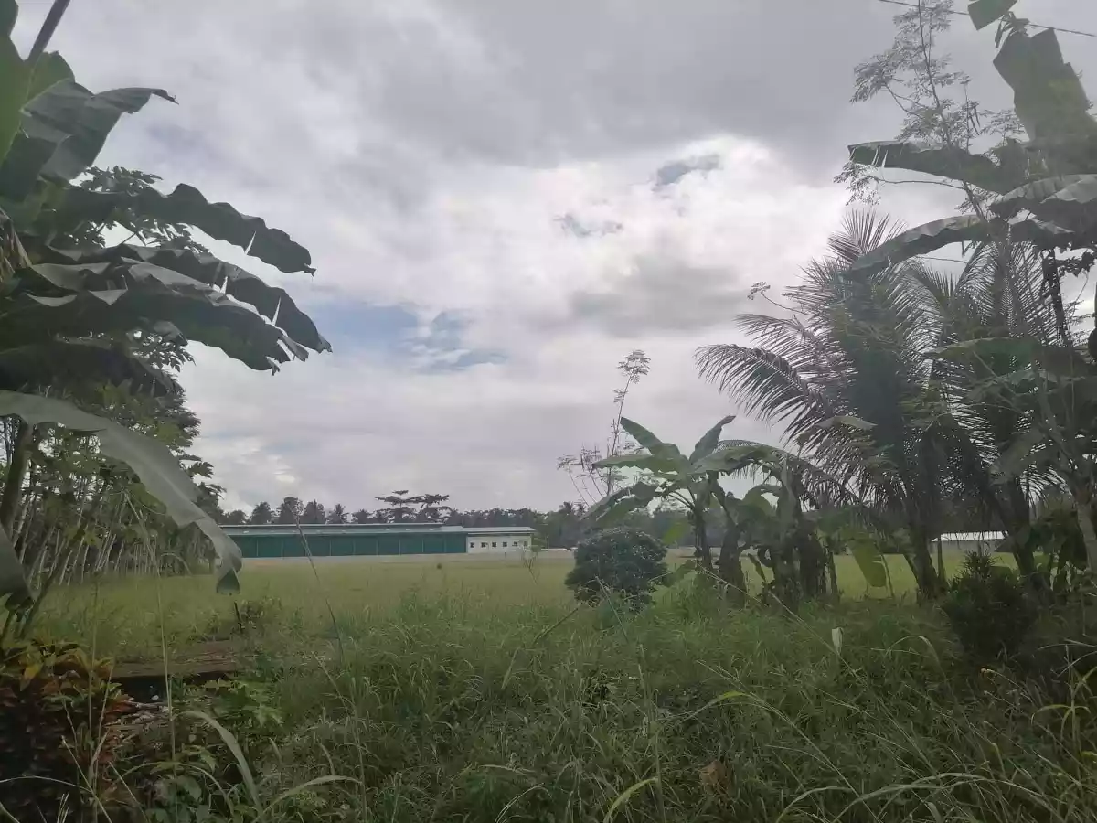 7272 ricefield land — Agricultural Lot in Agusan Del Norte, Philippines — Photo 3