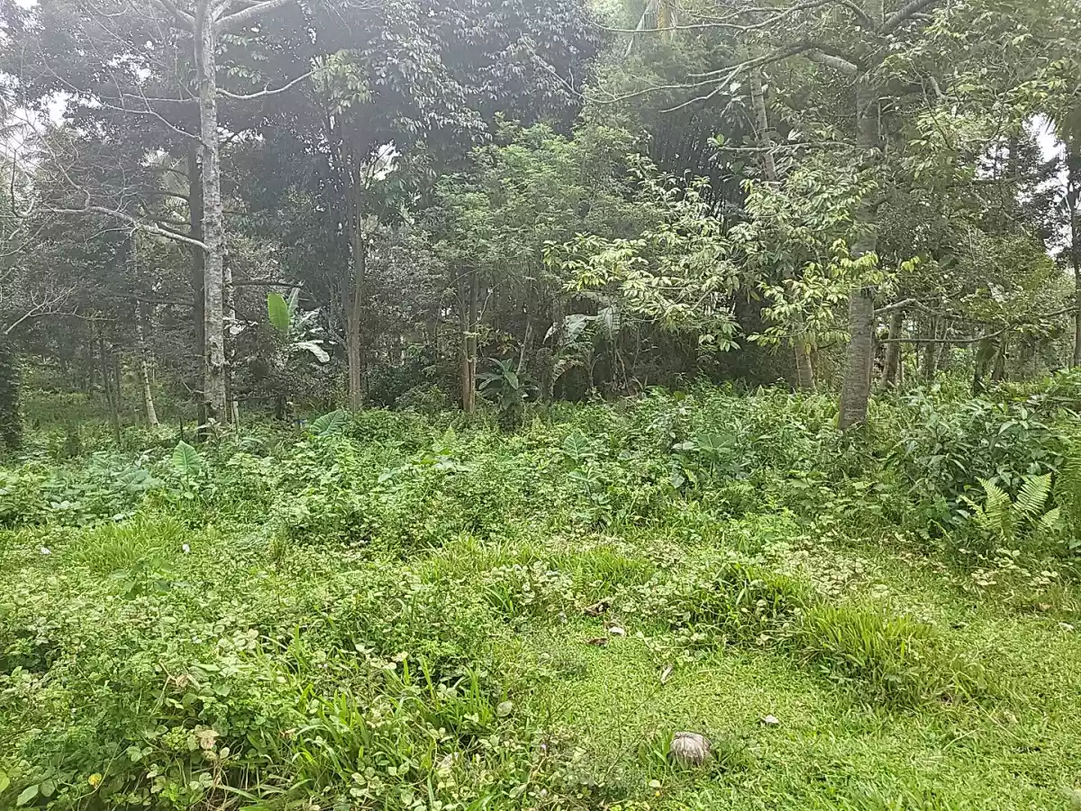 Agricultural Land For Sale