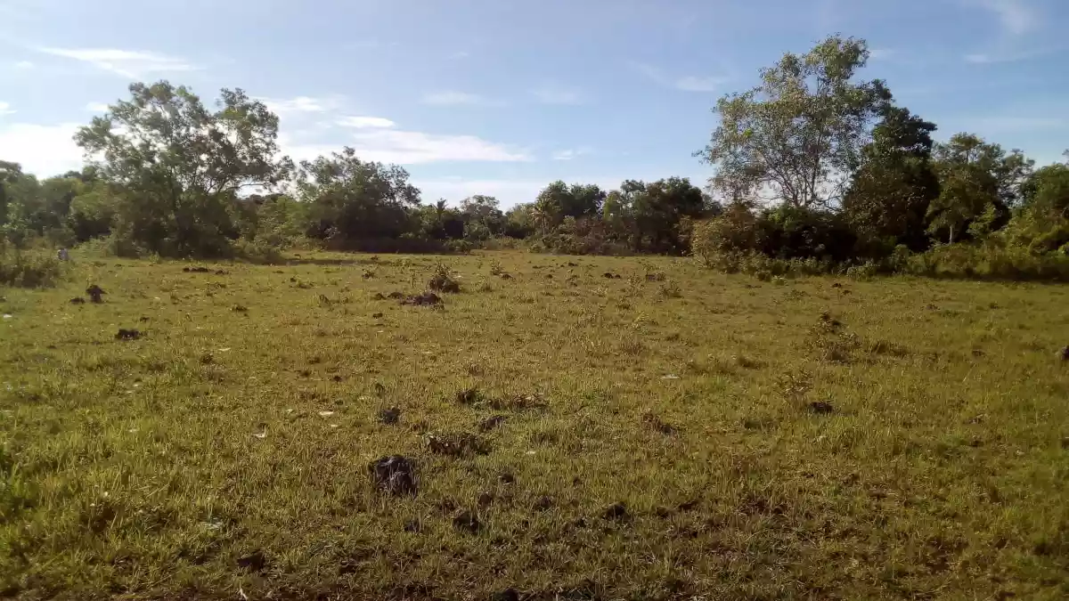 LOT FOR SALE - PANGLAO, BOHOL - photo 3