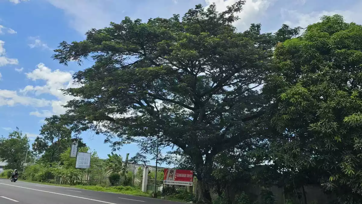 A GOOD DEAL LOT BESIDE CASA RUFINA SOUTH IS FOR SALE!!! — Industrial Lot in UYGEPA CORPORATION Depot, Negros South Road, Bago — Photo 6