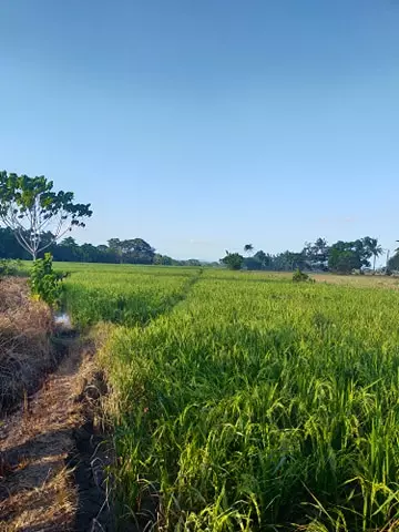 5.5 HECTARS FARMLAND ( RICEFIELD). ALONG HIGHWAY. SUGBAY UNO, DIMATALING, ZDS - photo 4